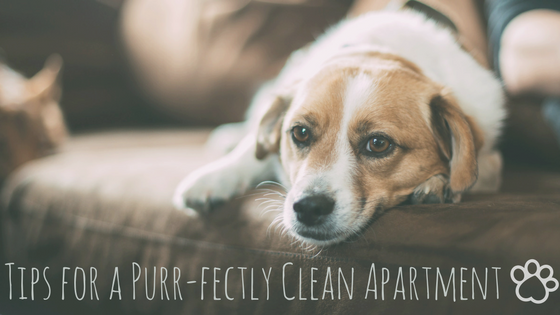 Tips for Keeping it Clean While Living with Pets