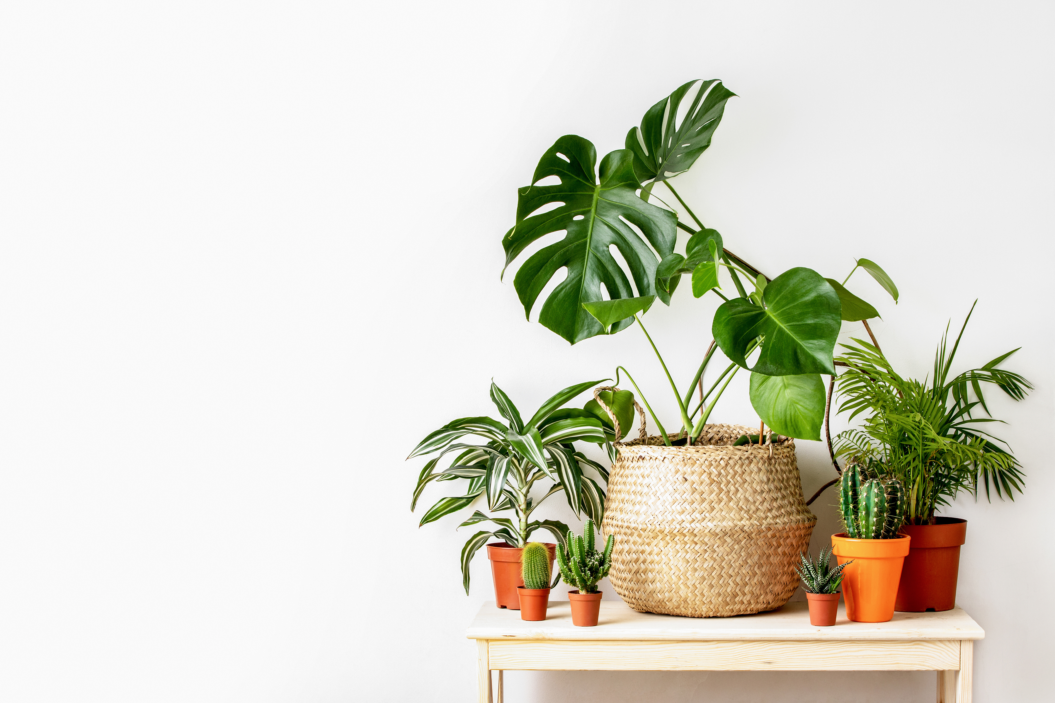 Apartment Plants for Everyone